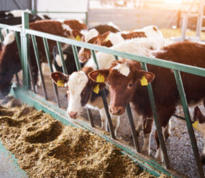 37farmed-animal-welfare-cows