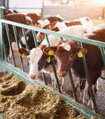 37farmed-animal-welfare-cows