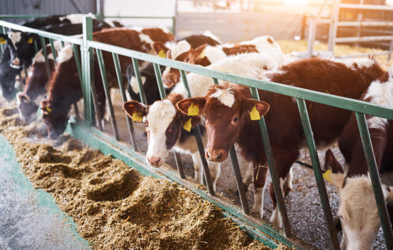 9530Farmed Animal Welfare: Cows
