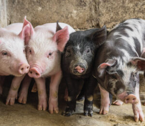 39farmed-animal-welfare-pigs