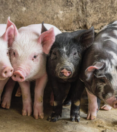 39farmed-animal-welfare-pigs