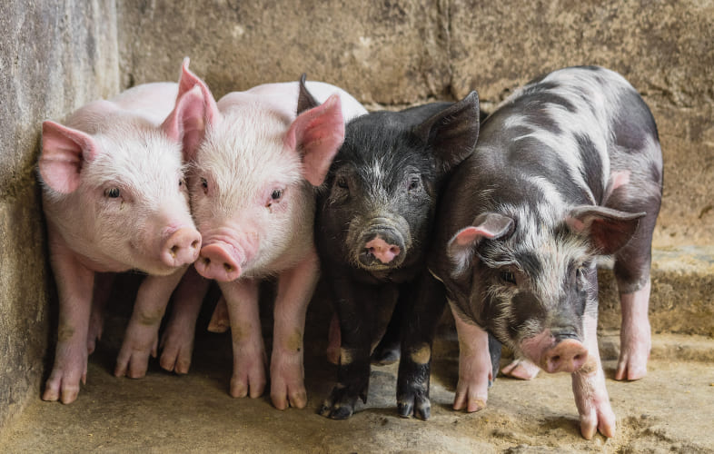 9547Farmed Animal Welfare: Pigs