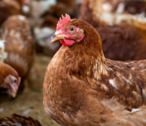 41farmed-animal-welfare-chickens