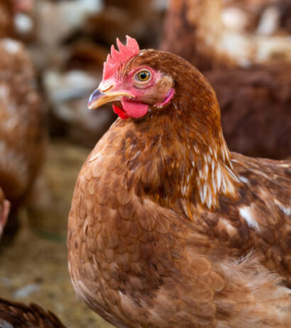41farmed-animal-welfare-chickens