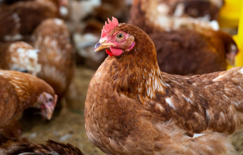 9562Farmed Animal Welfare: Chickens