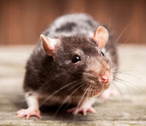 58rodenticides
