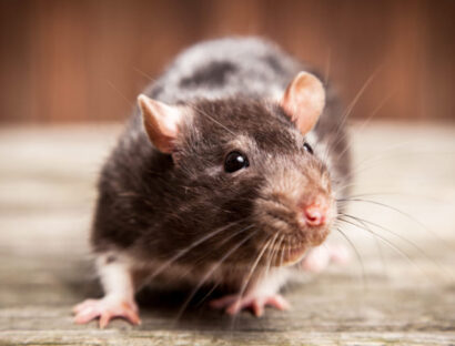 58rodenticides
