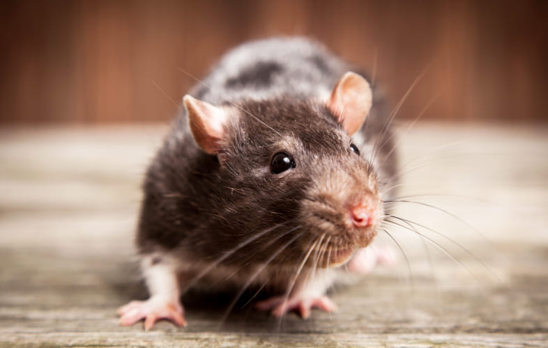 9815Rodenticides
