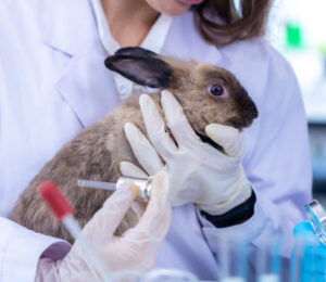 5leaping-bunny-program
