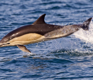 66dolphins