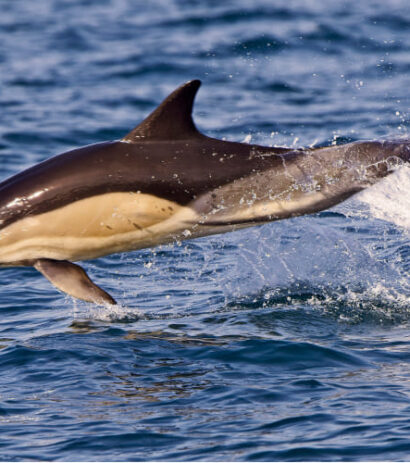 66dolphins