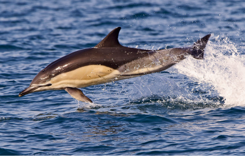 9834Dolphins