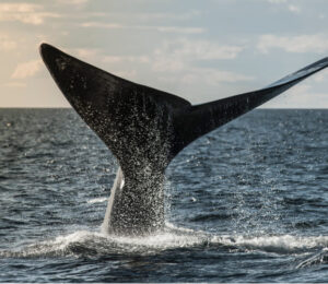 north-atlantic-right-whales