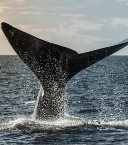 north-atlantic-right-whales