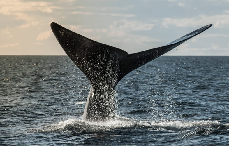 9836North Atlantic Right Whales