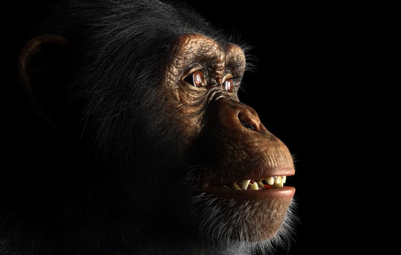 9398Non-human Primates and Research