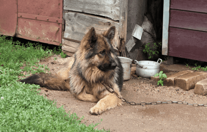 9441Tethering/Chaining of Dogs