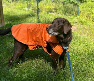 a dog stands in the grass wearing hunter orange