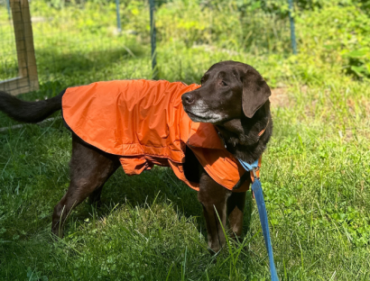 a dog stands in the grass wearing hunter orange