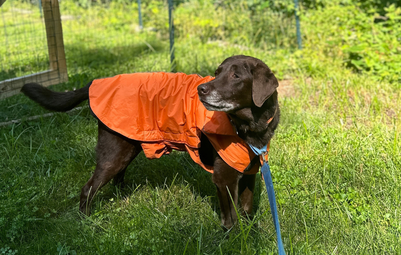 9801Enjoying The Outdoors Safely During Hunting Season