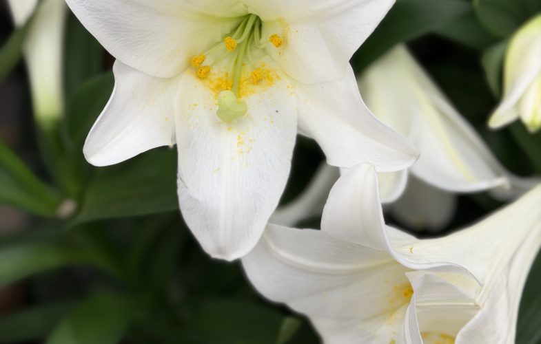 13395Angell Animal Medical Center Shares Tips to Keep Pets Safe this Spring
