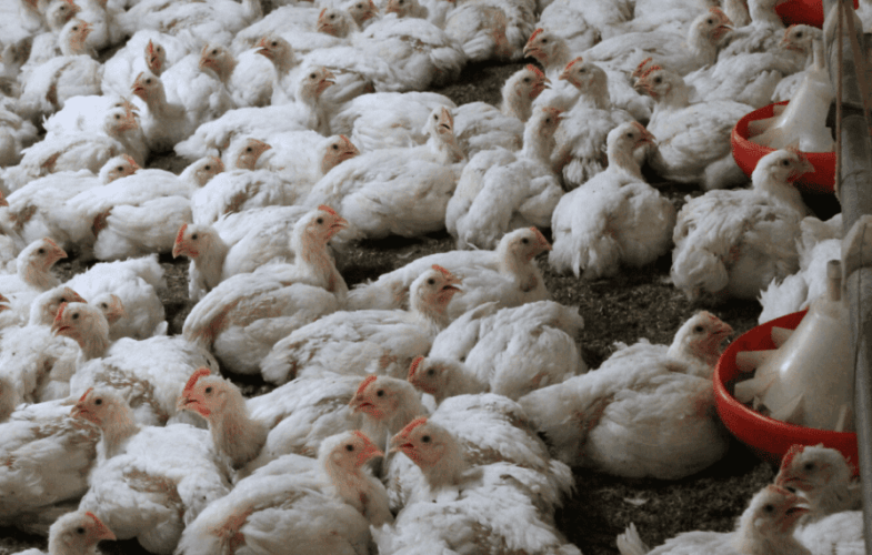 9609How Factory Farming Could Create the Next Pandemic