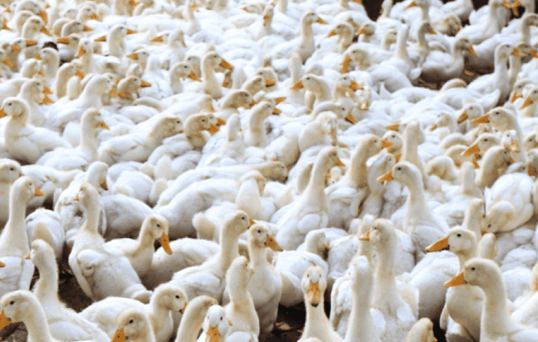 9516Farmed Animal Welfare: Foie Gras
