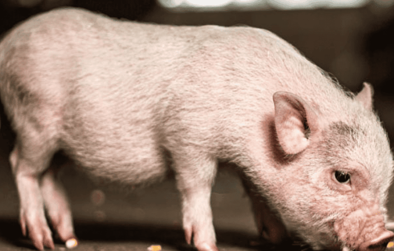 9605Food Security and Farm Protection Act – 2025