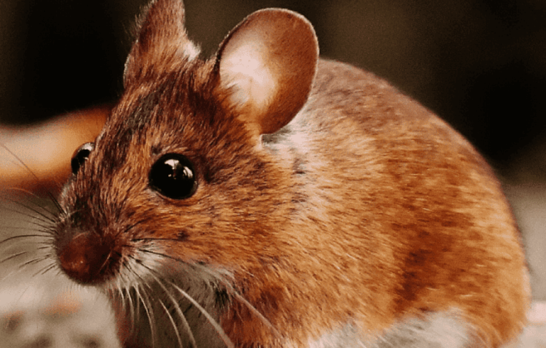 9621Glue Traps
