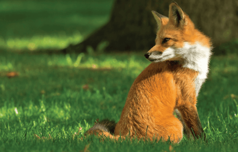 9823Massachusetts Wildlife Rehabilitators