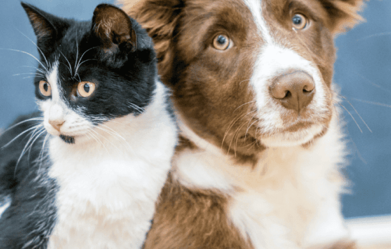 9504Other Pet Safety Hazards