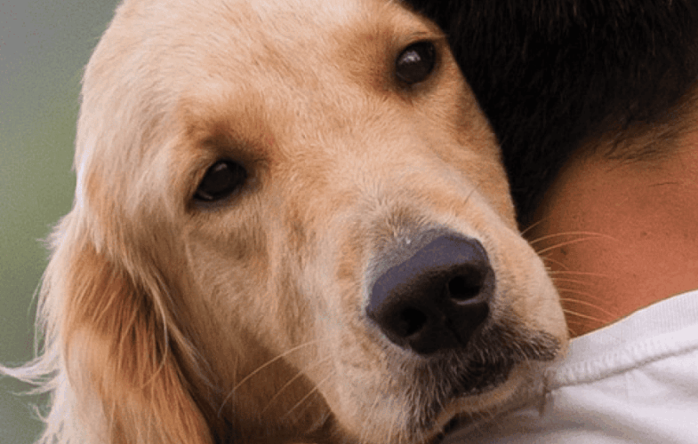 9437Pets and Violence