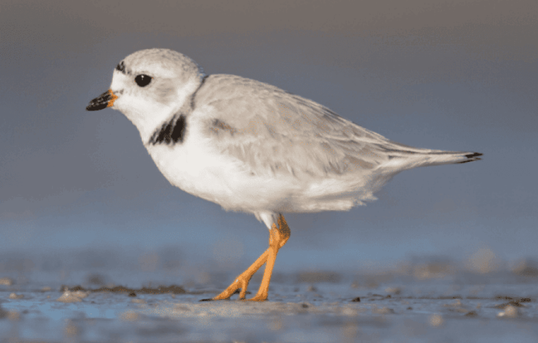 9848Piping Plovers
