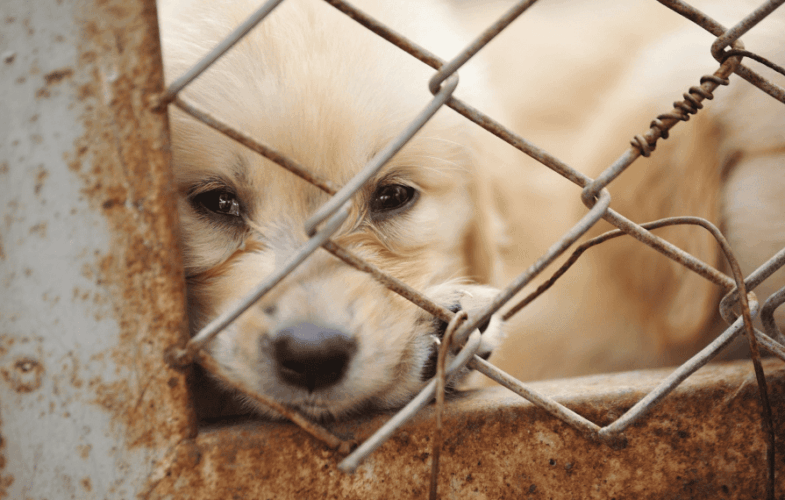 9430Pet Shops and “Puppy Mills”