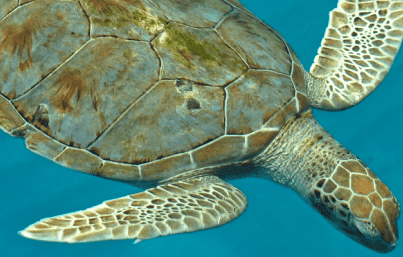 9840Sea Turtles