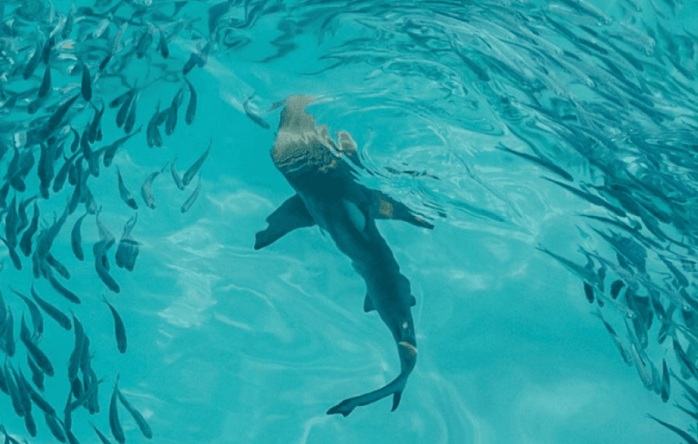 9851Sharks