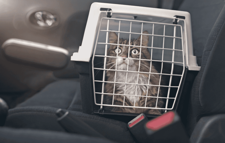 9025Finding a New Home for Your Pet