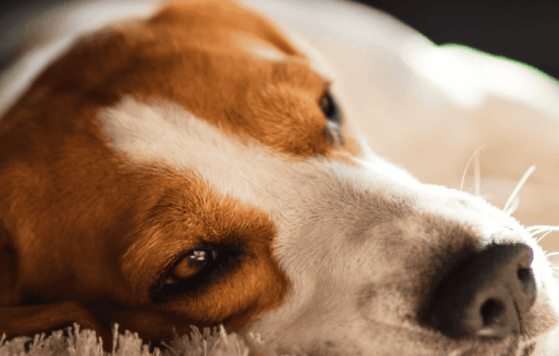 9500Temporary Housing for Pets