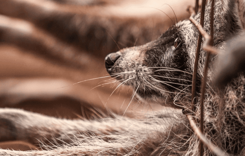 9595The Fur Trade