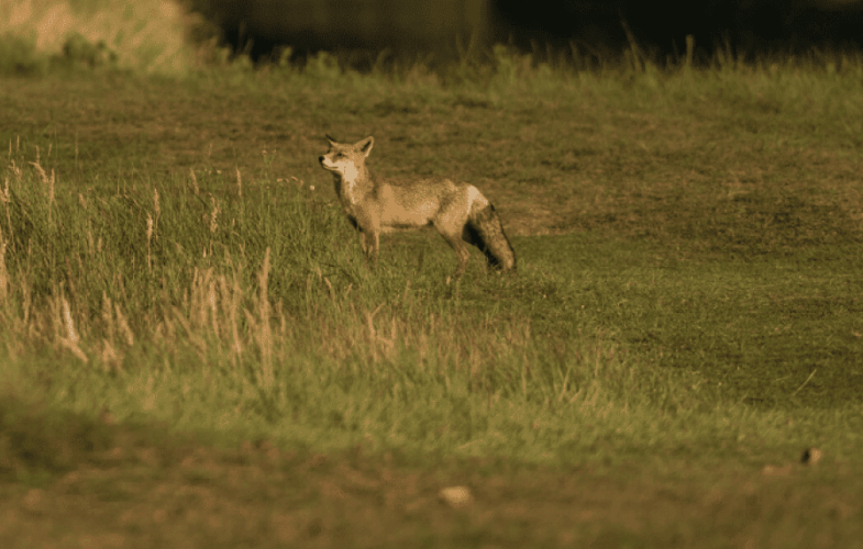 9797Wildlife Laws and Regulations