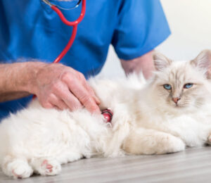 a-closer-look-at-tissue-plasminogen-activator-in-small-animals