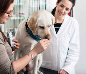 a-new-approach-to-diagnosing-transitional-cell-carcinoma-in-dogs