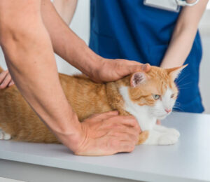 a-step-by-step-description-of-feline-perineal-urethrostomy