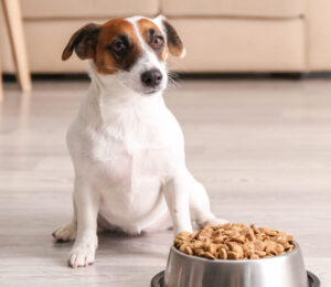 acute-colitis-the-scoop-on-diarrhea-in-dogs