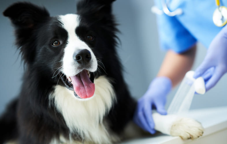 9113Purchasing an Animal from a Breeder