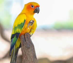 avian-bornavirus-in-clinical-practice