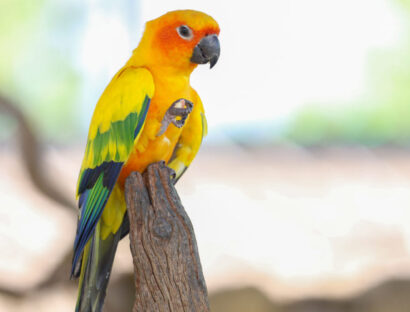 avian-bornavirus-in-clinical-practice