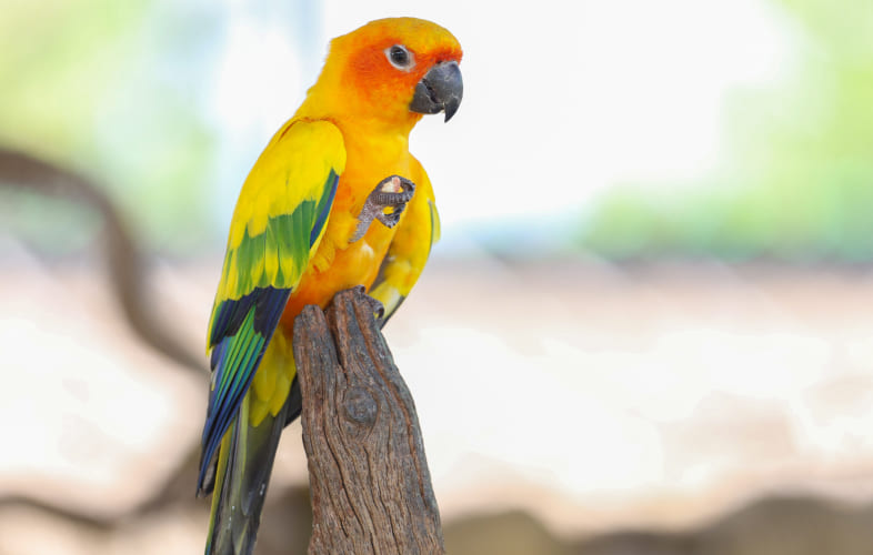 7960Avian Bornavirus in Clinical Practice