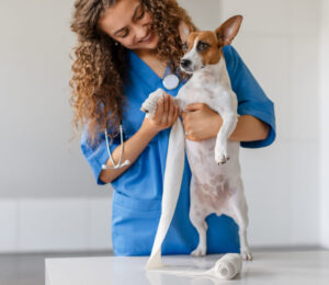canine-immune-mediated-polyarthropathy