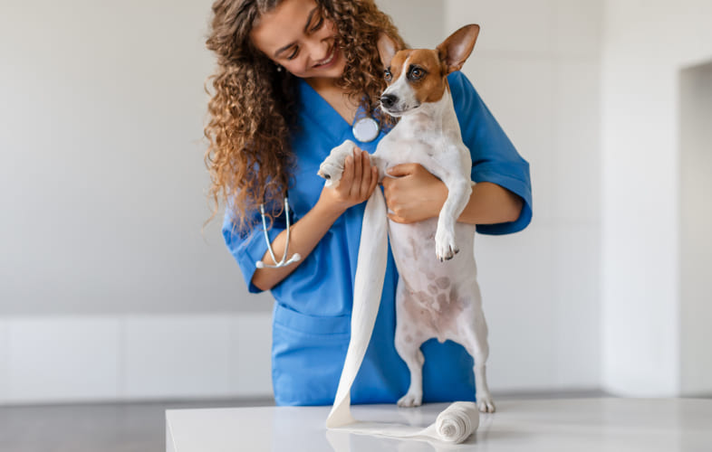 7819Canine Immune-Mediated Polyarthropathy